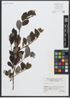Foto von Salix apennina A. K. Skvortsov